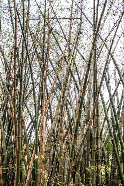 Bamboo Forest Trees Brazil — Stock Photo, Image
