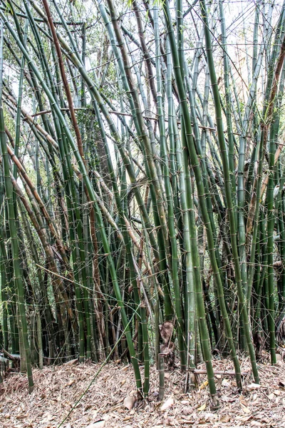 Bamboe Bomen Brazilië — Stockfoto