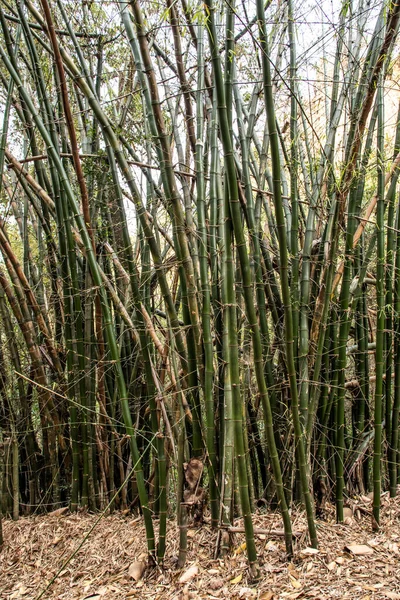 Bamboo Forest Trees Brazil — Stock Photo, Image
