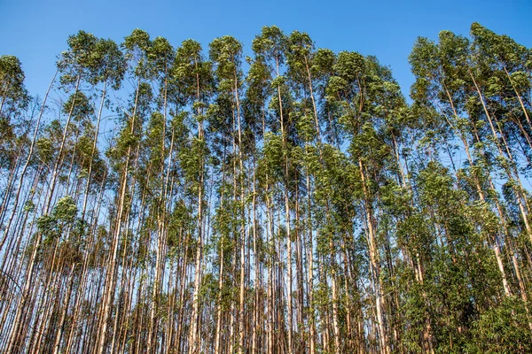 Wald Aus Eukalyptusbäumen Brasilianischen Bundesstaat Sao Paulo — Stockfoto