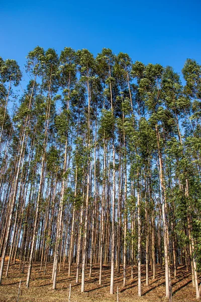 Wald Aus Eukalyptusbäumen Brasilianischen Bundesstaat Sao Paulo — Stockfoto