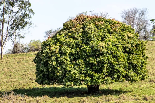 Μεγάλο Δέντρο Μάνγκο Βοσκότοπους Αγρόκτημα Στη Βραζιλία — Φωτογραφία Αρχείου