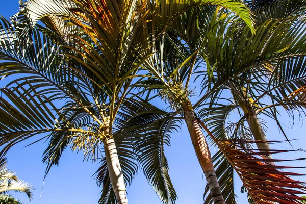 Palmeira Com Fundo Azul Céu Brasil — Fotografia de Stock