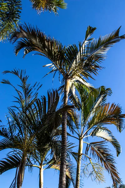 Palmeira Com Fundo Azul Céu Brasil — Fotografia de Stock