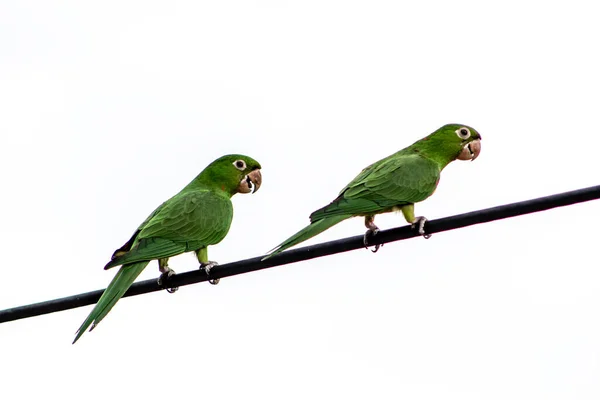 Maritacas Brazilian Parrots Landed High Voltage Wire Brazil — Stock Photo, Image
