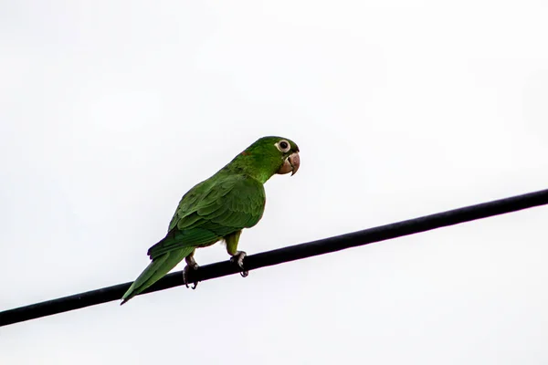 ブラジルの高圧線に着陸したブラジルのオウムは — ストック写真