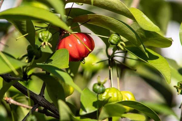 Detail Pitanga Tree Eugenia Uniflora Fruits Brazil — Stock Photo, Image