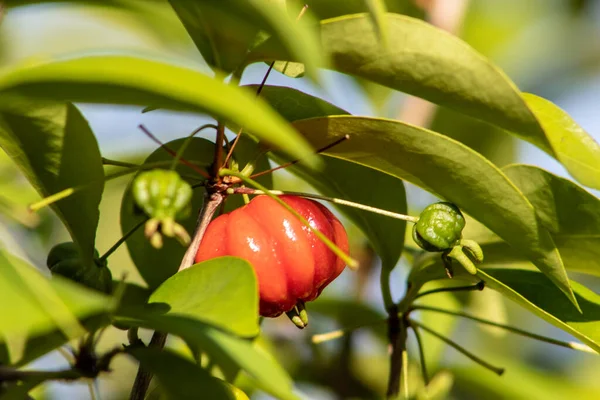 Detalhe Pitanga Eugenia Uniflora Com Frutos Brasil — Fotografia de Stock