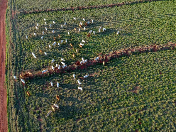 Letecký Pohled Dobytek Nelore Pastvinách Brazílii — Stock fotografie