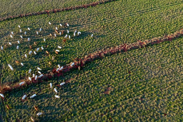 브라질의 목장에서 식하는 소들을 공중에서 — 스톡 사진