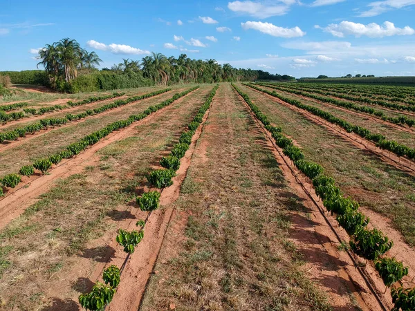在滴灌系统中灌溉咖啡幼苗的空中视图 — 图库照片