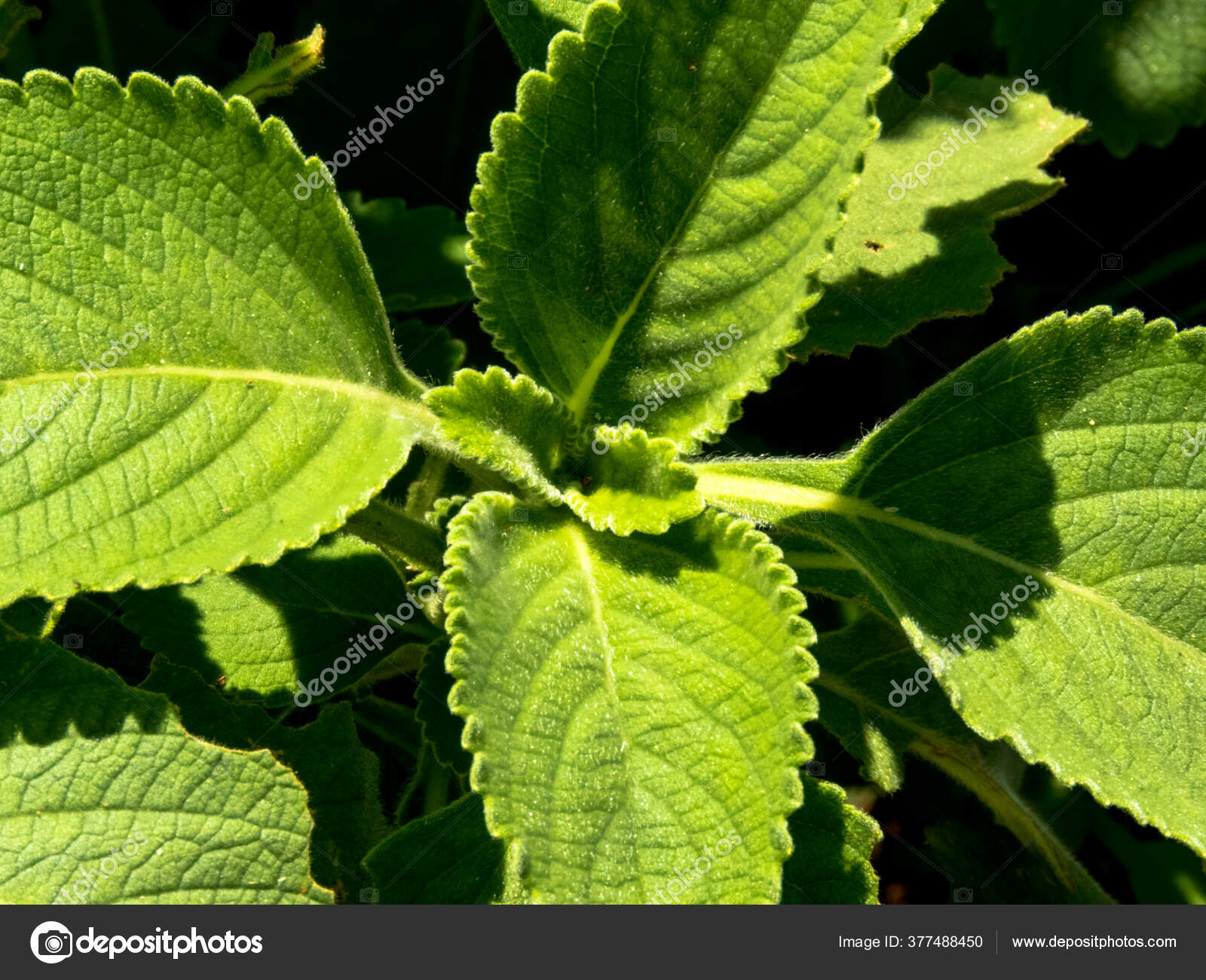 Boldo Planta Verde Llamada Boldo Terra Brasil Planta