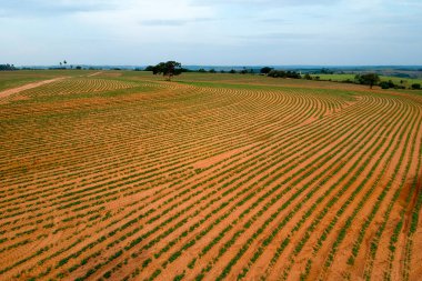 Brezilya 'daki küçük yerfıstığı bitkisinin insansız hava görüntüsü