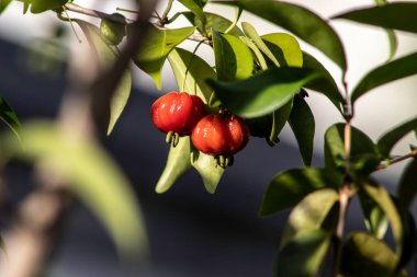Detail of pitanga tree (Eugenia uniflora)  with fruits in Brazil clipart