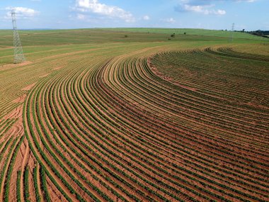 Aerial view from drone of little peanut plant in field and high voltage tower in Brazil