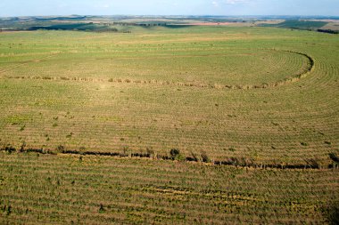 Brezilya, Sao Paulo eyaletinde yeşil şeker kamışı tarlası