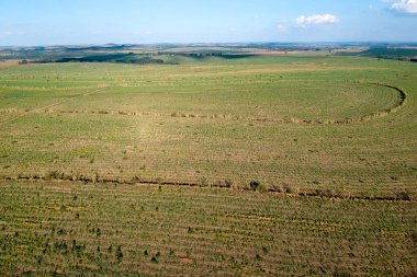 Brezilya, Sao Paulo eyaletinde yeşil şeker kamışı tarlası