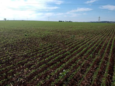 Brezilya 'daki tarlada yeşil soya bitkisinin hava aracı görüntüsü ve şeker kamışı samanı.