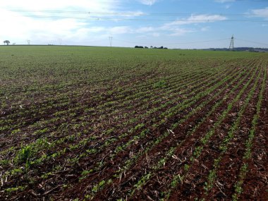 Brezilya 'daki tarlada yeşil soya bitkisinin hava aracı görüntüsü ve şeker kamışı samanı.