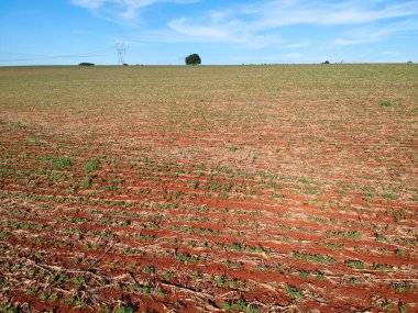 Brezilya 'daki tarlada yeşil soya bitkisinin hava aracı görüntüsü ve şeker kamışı samanı.