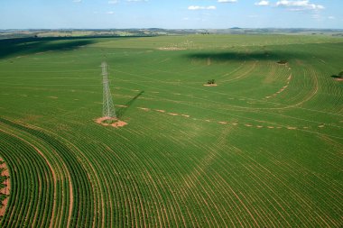 Aerial view from drone of little peanut plant in field and high voltage tower in Brazil