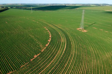 Aerial view from drone of little peanut plant in field and high voltage tower in Brazil