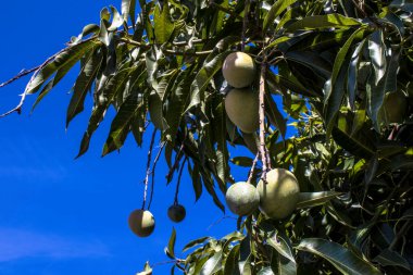 Brezilya 'da yeşil mango meyveleri olgunlaşıyor