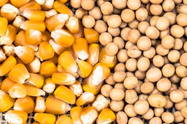 Brezilya 'da soya fasulyesi ve mısır tohumları