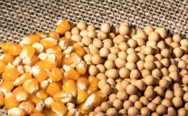 Brezilya 'da soya fasulyesi ve mısır tohumları