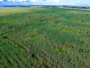Brezilya, Sao Paulo eyaletinde yeşil şeker kamışı tarlası