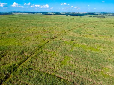 Brezilya, Sao Paulo eyaletinde yeşil şeker kamışı tarlası