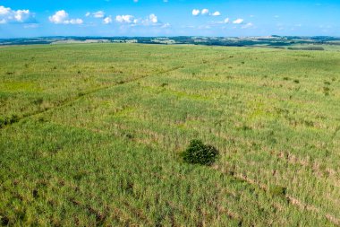 Brezilya, Sao Paulo eyaletinde yeşil şeker kamışı tarlası