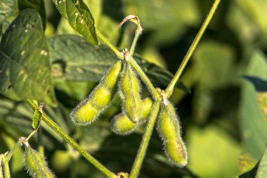 Brezilya 'daki yeşil soya tarlası