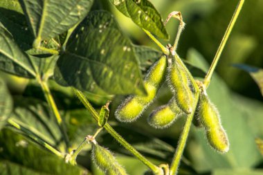Brezilya 'daki yeşil soya tarlası