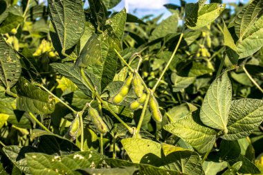 Brezilya 'daki yeşil soya tarlası