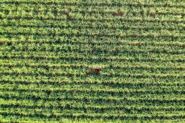 Campo Cana Açúcar Verde Estado São Paulo Brasil — Fotografia de Stock