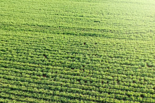 Campo Cana Açúcar Verde Estado São Paulo Brasil — Fotografia de Stock