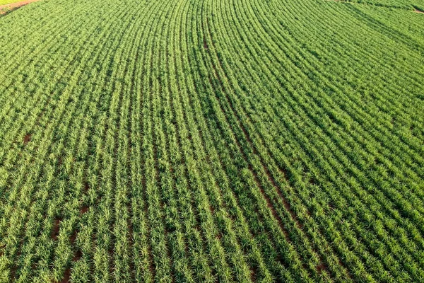 Green sugar cane field on Sao Paulo state, Brazil