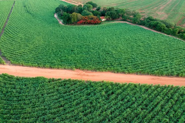 Grönt Sockerrörsfält Delstaten Sao Paulo Brasilien — Stockfoto
