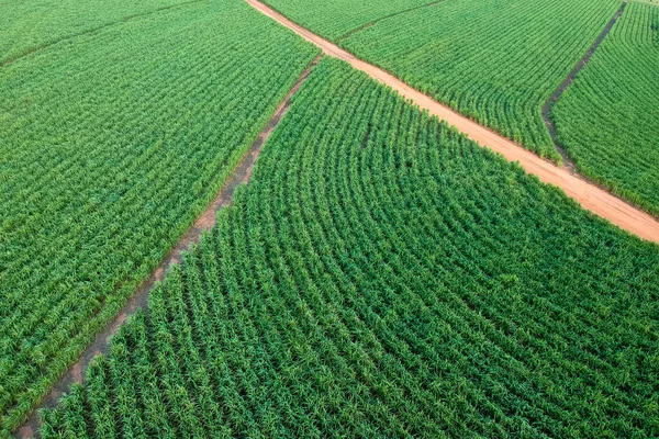 ブラジルサンパウロ州のグリーンサトウキビ畑 — ストック写真