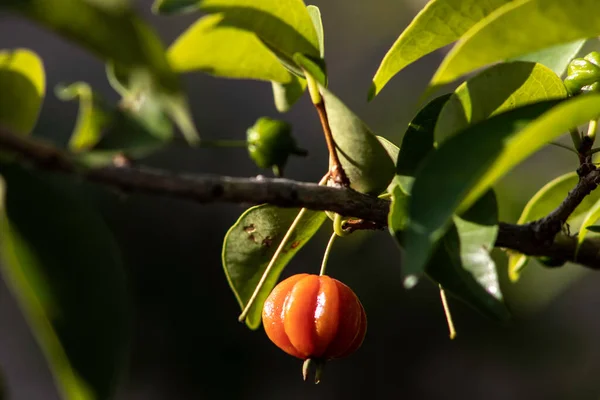 Detalhe Pitanga Eugenia Uniflora Com Frutos Brasil — Fotografia de Stock