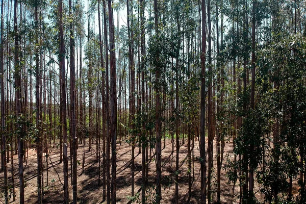 Floresta Eucalipto Estado São Paulo Brasil — Fotografia de Stock