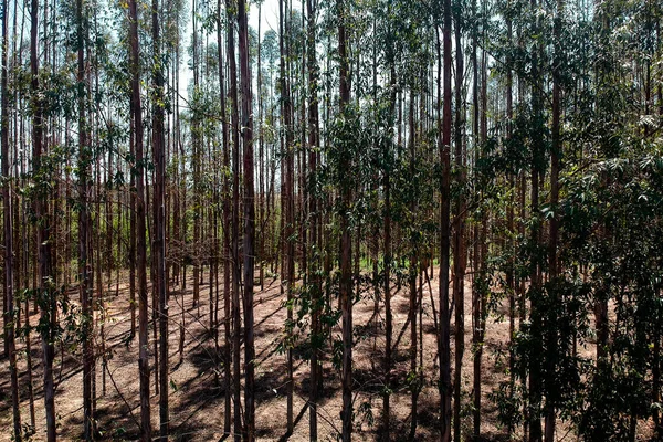 Ліс Евкаліптового Дерева Сан Паулу Бразилія — стокове фото