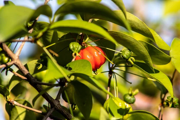 Detalhe Pitanga Eugenia Uniflora Com Frutos Brasil — Fotografia de Stock