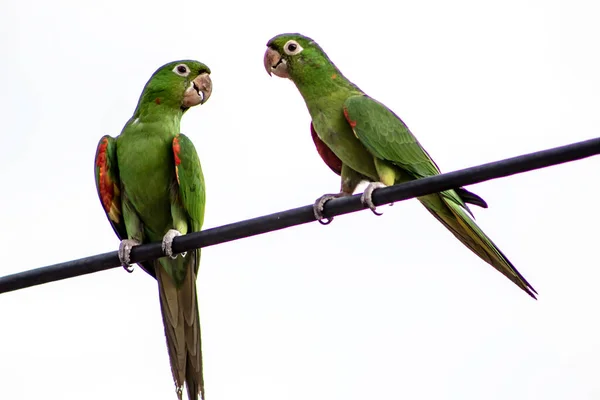 Maritacas Braziliaanse Papegaaien Geland Een Hoogspanningsdraad Brazilië — Stockfoto