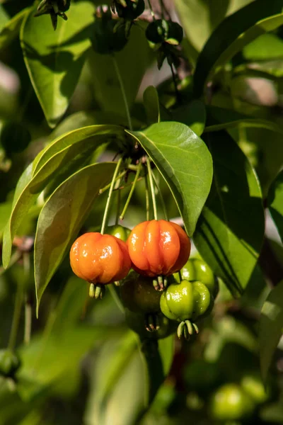 Detail Pitanga Tree Eugenia Uniflora Fruits Brazil — Stock Photo, Image