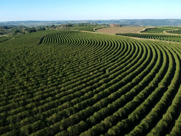 Vue Aérienne Par Drone Champ Café Vert Brésil — Photo