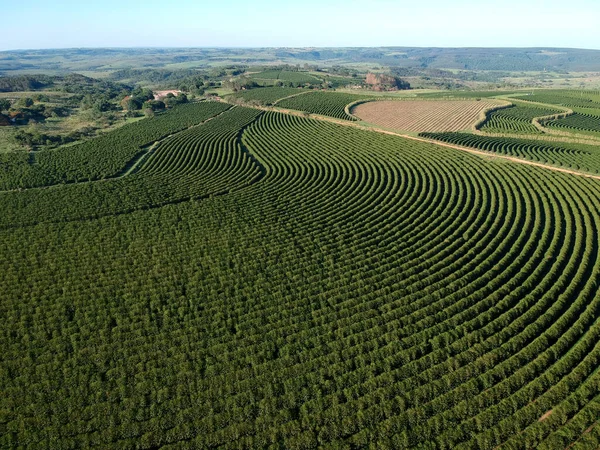 ブラジルの緑のコーヒー畑の空中ドローンビュー — ストック写真