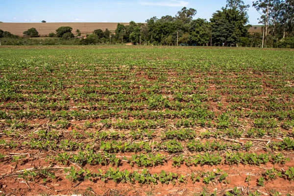 巴西耕地和甘蔗秸秆中的绿色大豆叶 有选择地集中种植 — 图库照片