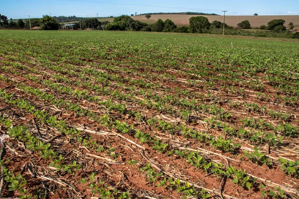 Foglie Soia Verde Nel Campo Coltivato Paglia Canna Zucchero Brasile — Foto Stock